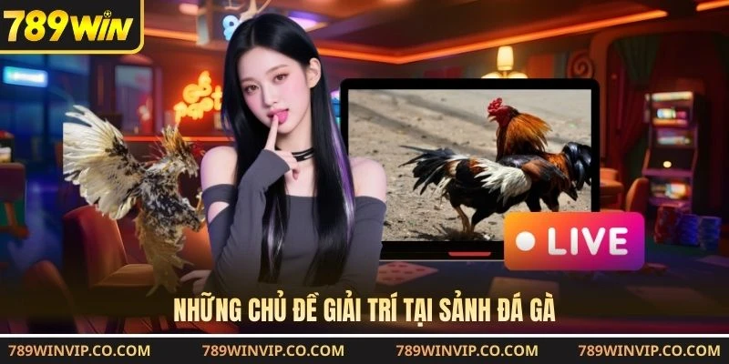 Những chủ đề giải trí tại sảnh đá gà